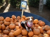 lilly-bug-pumpkins