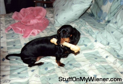 Brandy and the big bone