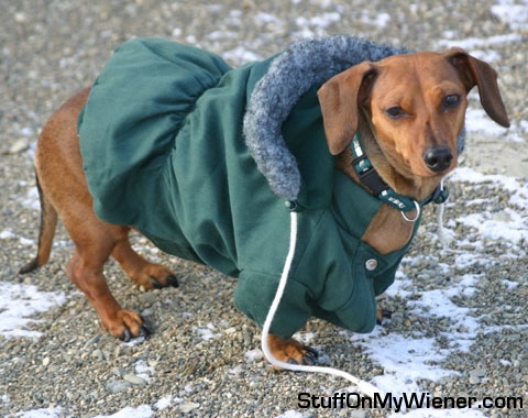 Riley in his coat.