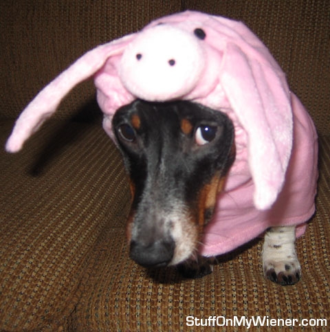 Milo as a piggy.