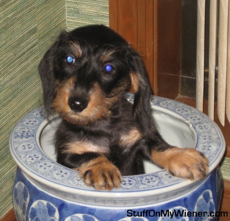 Auggie in a pot.
