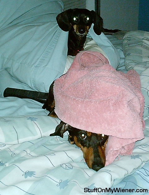 Brandy and Rudy, snuggle time.