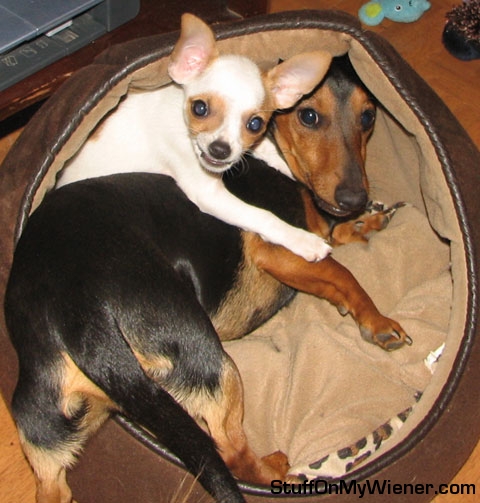 jasper and Sven