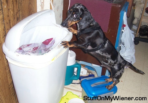 Ozzie Busted