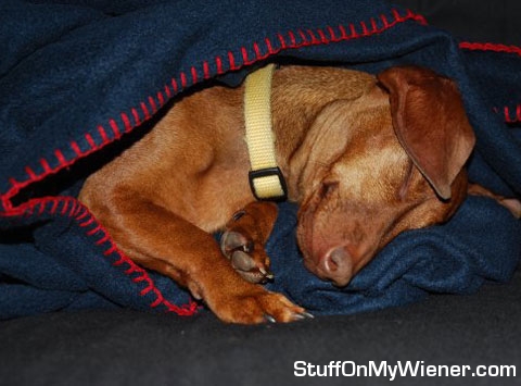 Abby sleeping.