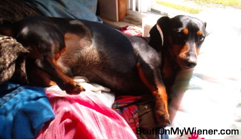 brutis sunning