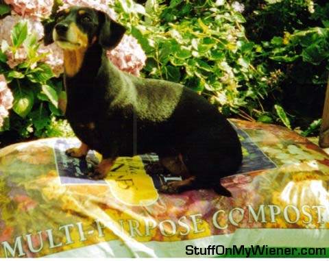 Amy sitting on a bag of compost waiting for her legs to grow.