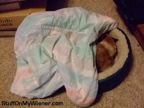 Junior catnapping.