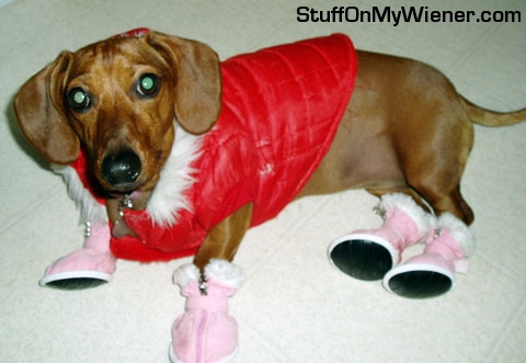 Chessa in coat and booties for sledding.