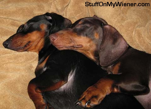 Baron and Duchess snuggling on the couch.
