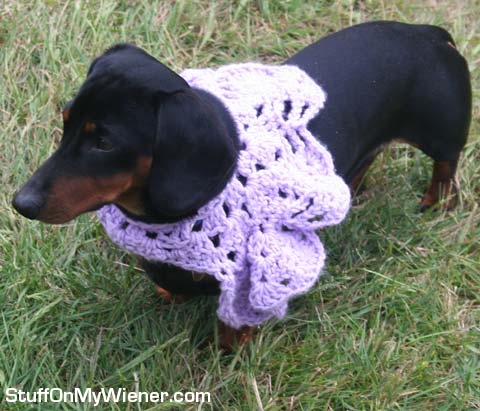 Oscar in a poncho.