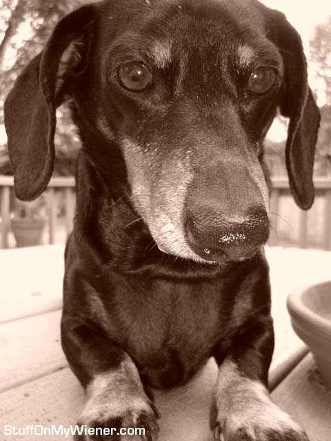 Toby close-up.