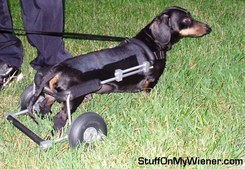 beemer-cart Beemer with his cart.