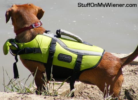 leeloo-lifevest Leeloo in a life vest.