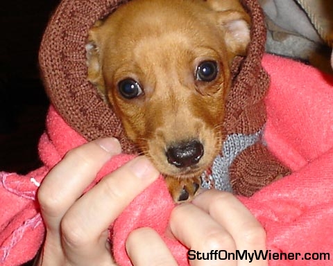 lily-sweater Lily in a hooded sweater.