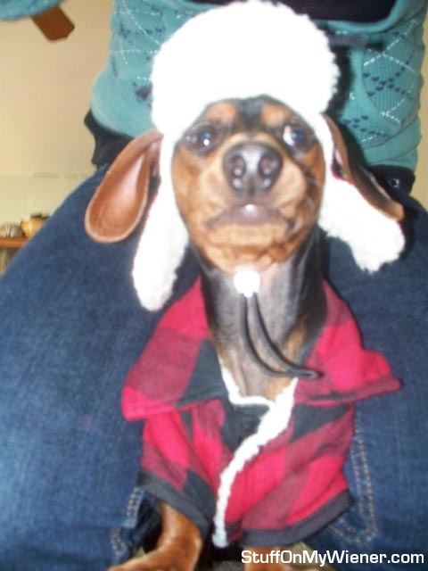 moose-elmer-fud Moose as Elmer Fudd