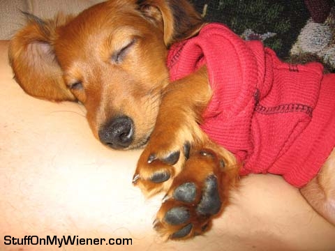 Bella-sleeping Bella sleeping in hoodie.