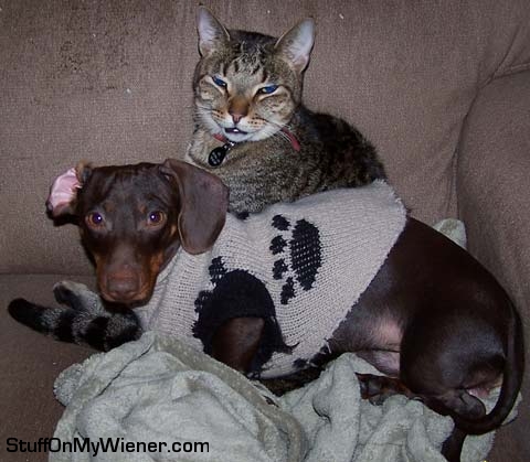 Buster-sweater Buster in a sweater, Oz laughing.