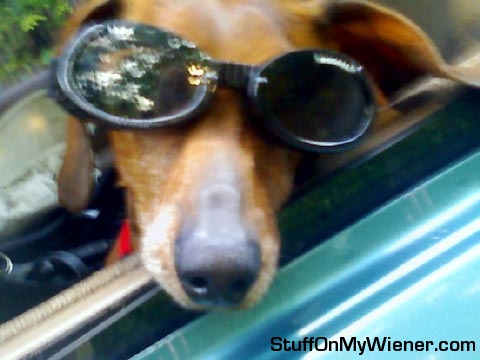 Andy in Doggles.
