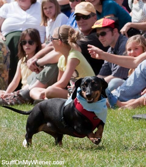 Bailey-crowd Bailey trotting in front of the race crowd.