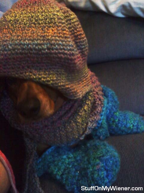 Duke-winterized Duke in mom's knitted goods.