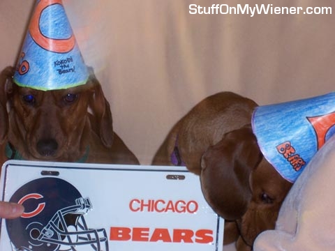 Koko-Pebbles-Bears Koko and Pebbles in Chicago Bears hats.