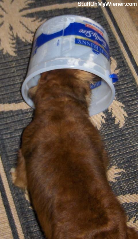 Schati-Ice-Cream-bucket Schatzi licking the Blue Bunny ice cream bucket.