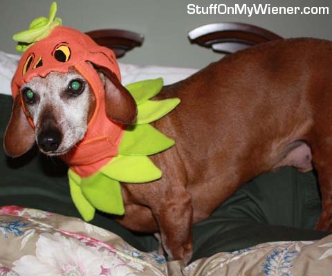 Beans-pumpkin Beans in a pumpkin costume.