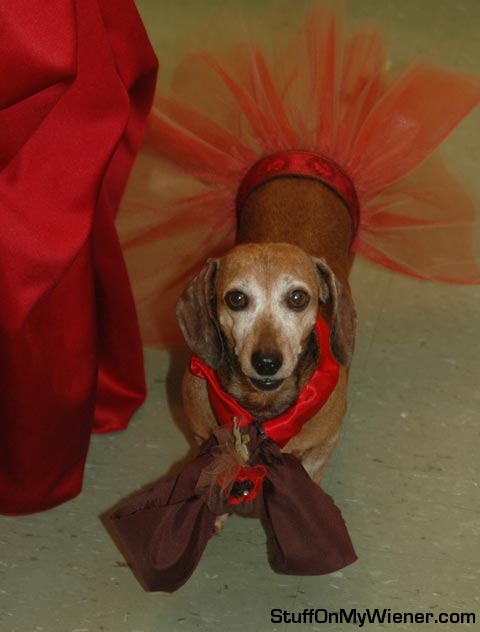 Bitsy-wedding Bitsy at mom's wedding.
