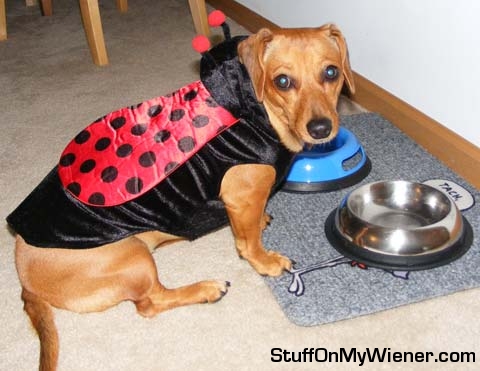 Leeloo-ladybug Leeloo as a ladybug.