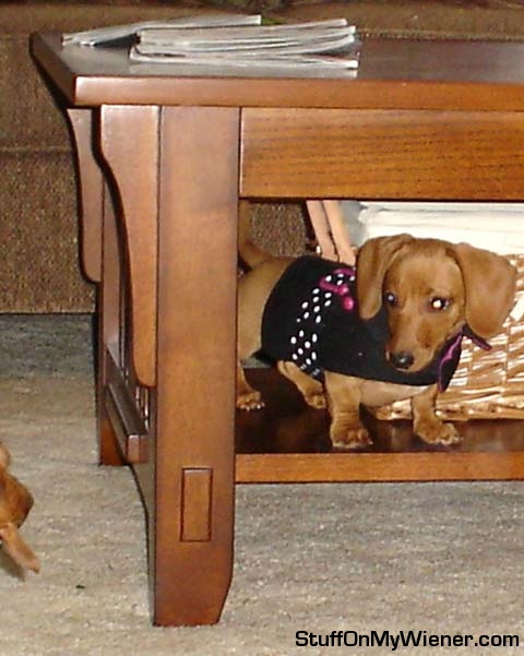 Lily-coffee-table Lily in a sweater under the coffee table.