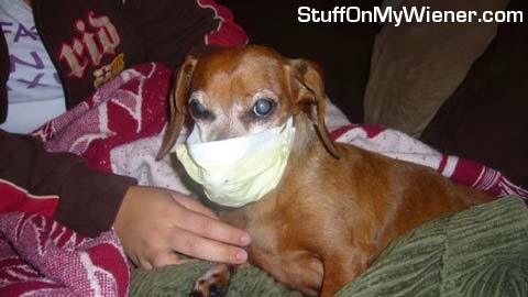 Oscar-mask Oscar Mayer in a surgical mask.