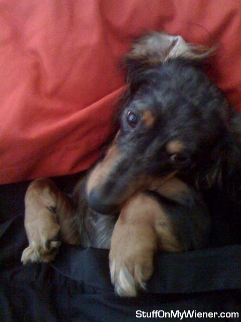 Bubbie in bed.