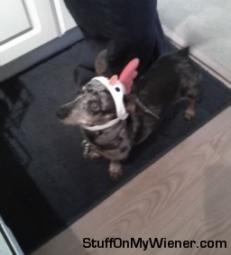 Otis as a chicken.