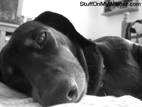 Toby at nap time.