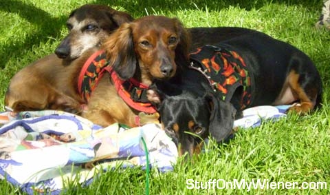 Dino-Louie-G-Schultz Louie G., Dino and Schultz on a lazy, summer day.
