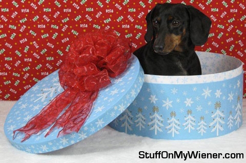 Whitney-Christmas Whitney in a Christmas hat box.