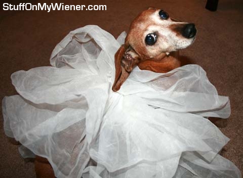 Mia-tutu Mia in a tutu.