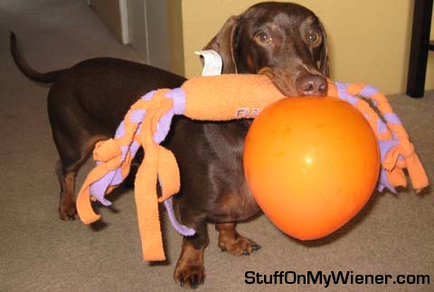Rolo-balloon Rolo grabs histoy and a balloon.