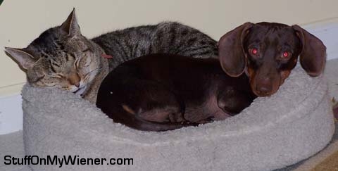 Buster-kitty Buster cuddling with Oz.