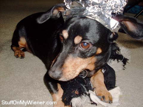 Crash-foil Crash with a foil hat.
