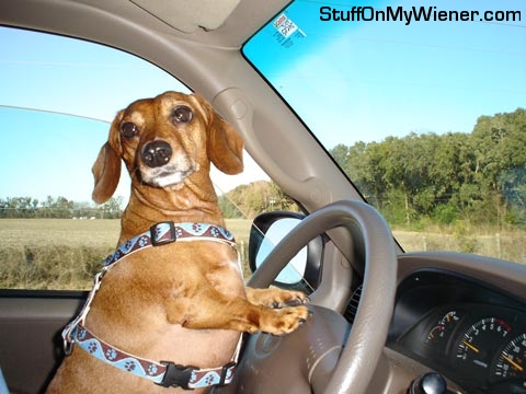 Lexie-driving Lexie driving to Dairy Queen.