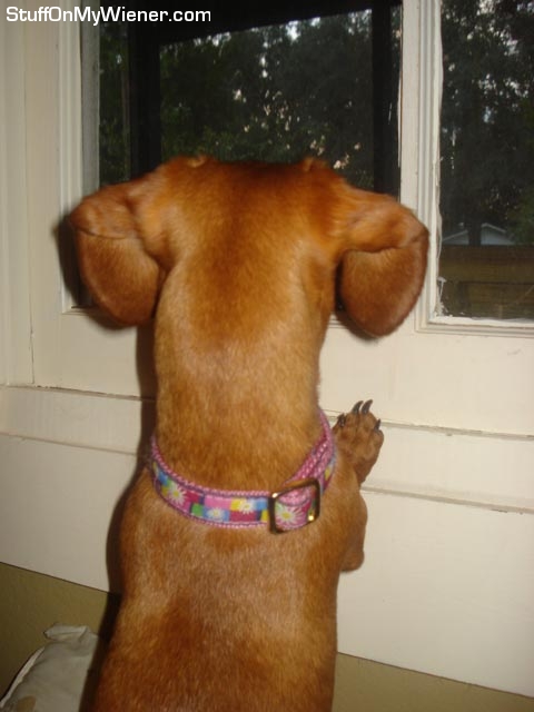 Lily-Window Lily looking out the window.