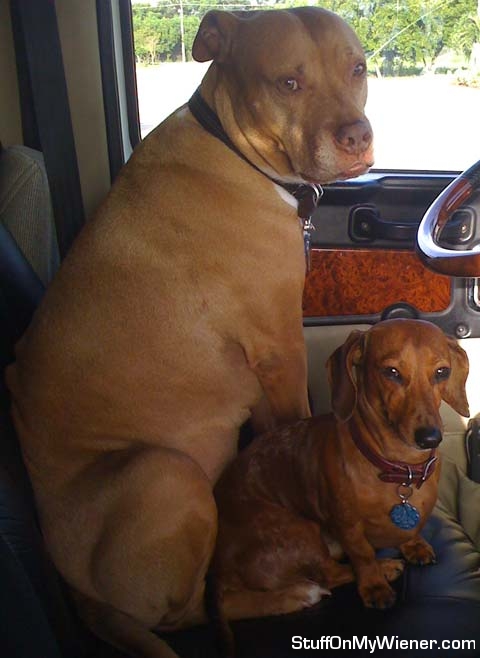 Wiggles-Harley-big-brother Wiggles and Harley behind the wheel.