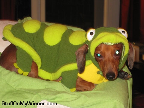 Wilbur-turtle Wilbur in a turtle costume.