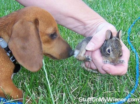 Annie-bunnie Annie inspecting bunny.