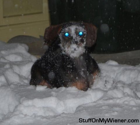 Ozzy-snow Ozzy in the snow.