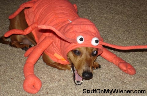 Pebbles-lobster Pebbles as a lobster.