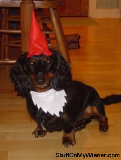 Fritz-Gnome Fritz dressed as a gnome.