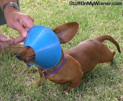 Penny-Funnel Penny attacking a funnel.